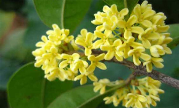 四季桂什么時候開花？