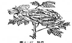 牡丹花的種植方法，如何種植牡丹花