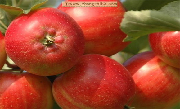 蘋果的功效與作用 蘋果的營(yíng)養(yǎng)價(jià)值