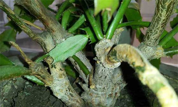 盆栽蟹爪蘭怎么養(yǎng)？