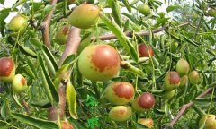 冬棗樹(shù)種植方法，冬棗種植栽培的技術(shù)要點(diǎn)