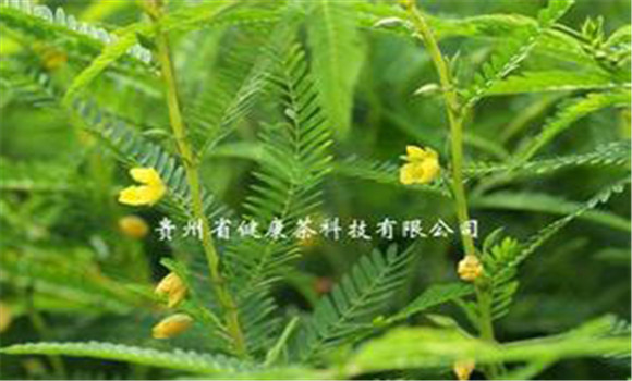 扁豆草栽培技術(shù)，它有何生長(zhǎng)習(xí)性