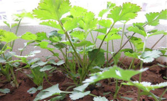 陽臺香菜的種植方法，陽臺香菜怎么種
