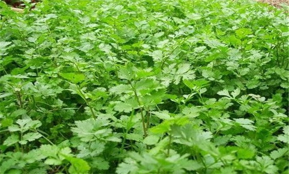 怎樣種芫荽，種芫荽的方法