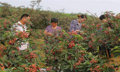 花椒品種有哪些？