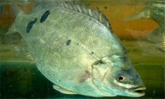 石斑魚是淡水魚嗎？石斑魚有哪些種類？