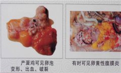 雞傳染性鼻炎用什么藥效果好，如何治療?
