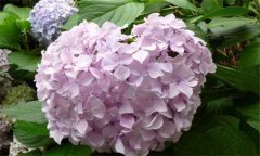 盆栽繡球花怎么養(yǎng)？盆栽繡球花的養(yǎng)殖方法