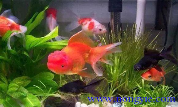 家里養(yǎng)魚(yú)多久換一次水