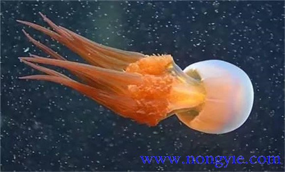 海蜇是水母嗎？