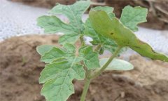 西瓜疫病防治方法 西瓜疫病打什么藥