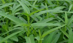 蕹菜是什么菜，有何特征？