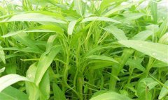 蕹菜的種植方法 蕹菜有哪些栽培方式