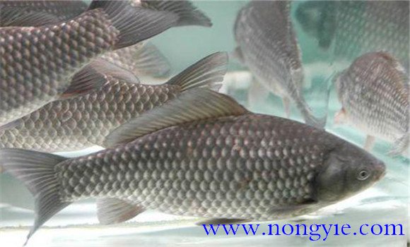 四大家魚的來(lái)歷