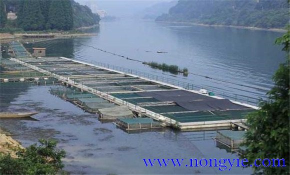 魚類氨氮中毒、藥害及泛塘的差別及解救方法