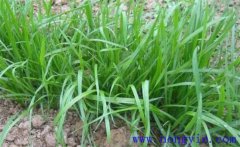 畜牧草有哪幾種？各有什么特點與生產優(yōu)勢？