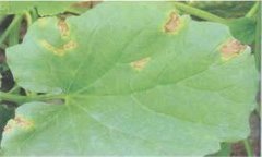 甜瓜葉枯病防治方法，有沒有甜瓜葉枯病特效藥
