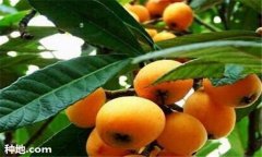 枇杷施肥時(shí)間、需肥特點(diǎn)及主要技術(shù)要求須知