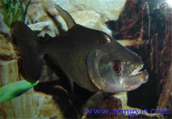 虎魚怎么養(yǎng)最好？