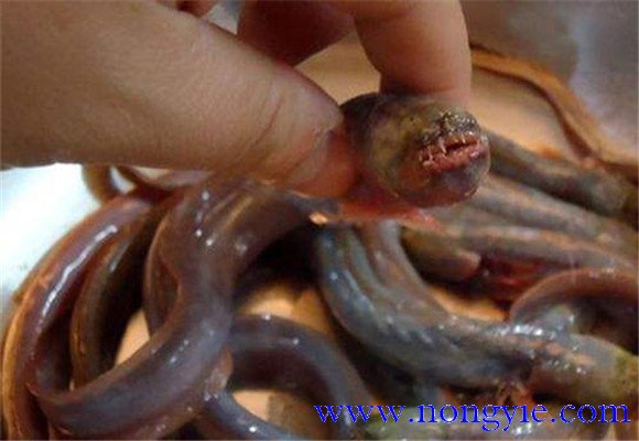 紅狼牙鰕虎魚能吃嗎？