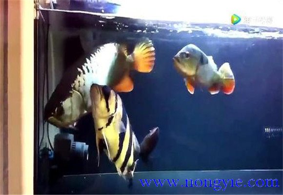 虎魚和龍魚怎么混養(yǎng)？