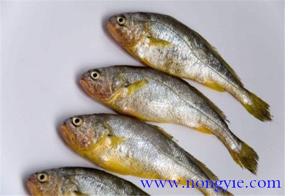 黃花魚是不是海魚？