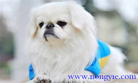 北京犬有何外貌特征和生活、性格特征
