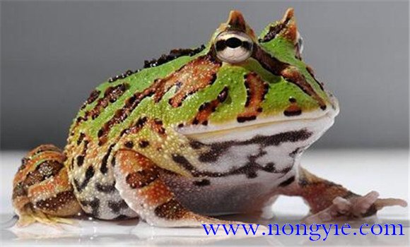 角蛙的飼養(yǎng)方法，角蛙如何飼養(yǎng)