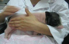 豬輪狀病毒性腹瀉癥狀有哪些，怎么治療?