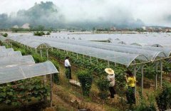 葡萄設施栽培技術與種植方法