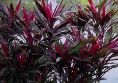 朱蕉怎么養(yǎng)效果好？