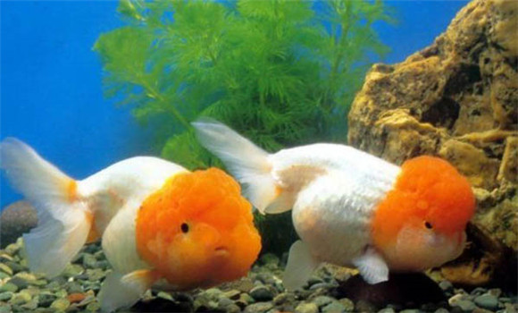 金魚(yú)喂食