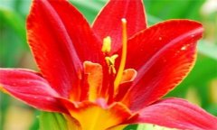 紅花的功效與作用 紅花的營(yíng)養(yǎng)、功效、用法