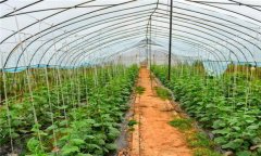 溫室黃瓜種植技術(shù)和管理新方法，共分五步驟