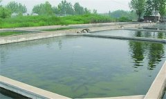 什么樣的魚塘適合培育魚苗？
