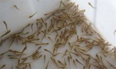 魚苗池為何要清整？