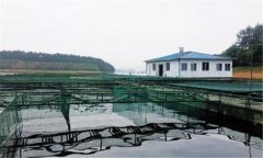 如何利用豆?jié){培育魚(yú)苗？