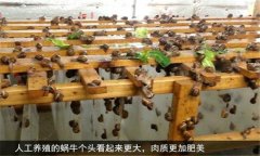 蝸牛怎么養(yǎng) 人工蝸牛養(yǎng)殖應(yīng)注意哪些問題？