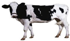 奶牛場(chǎng)牛群結(jié)構(gòu)調(diào)整 影響牛群結(jié)構(gòu)合理的因素