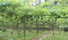 怎樣種漆樹(shù)，漆樹(shù)種植技術(shù)要點(diǎn)