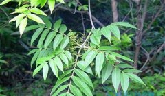 漆樹過敏怎么治療，割漆應(yīng)注意些什么