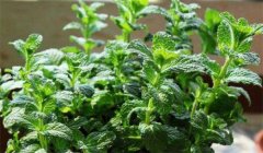 留蘭香種植方法簡介，怎樣栽培留蘭香