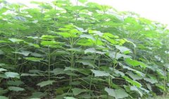 怎樣培育泡桐樹(shù)苗，培育泡桐樹(shù)苗的三種方法