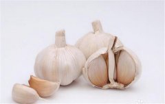 蒜黃的種植要點(diǎn)：播種前如何選擇和處理蒜種？