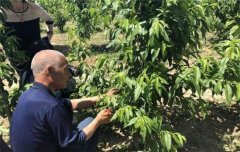 桃樹(shù)整形修剪的一般要求與原則