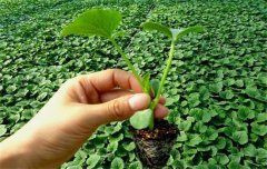 黃瓜栽培技術(shù)與管理：育苗、定植與管理