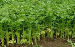 芹菜栽培技術(shù)要點(diǎn)：如何育苗、定植與田間管理