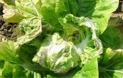 大白菜病蟲害防治：白菜病毒病、霜霉病等