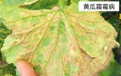 黃瓜病蟲害防治：黃瓜霜霉病、白粉病、紅蜘蛛