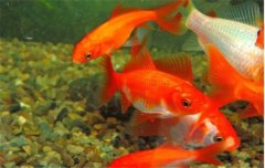 金魚(yú)的種類可分為草金魚(yú)、龍睛魚(yú)、文魚(yú)和蛋魚(yú)